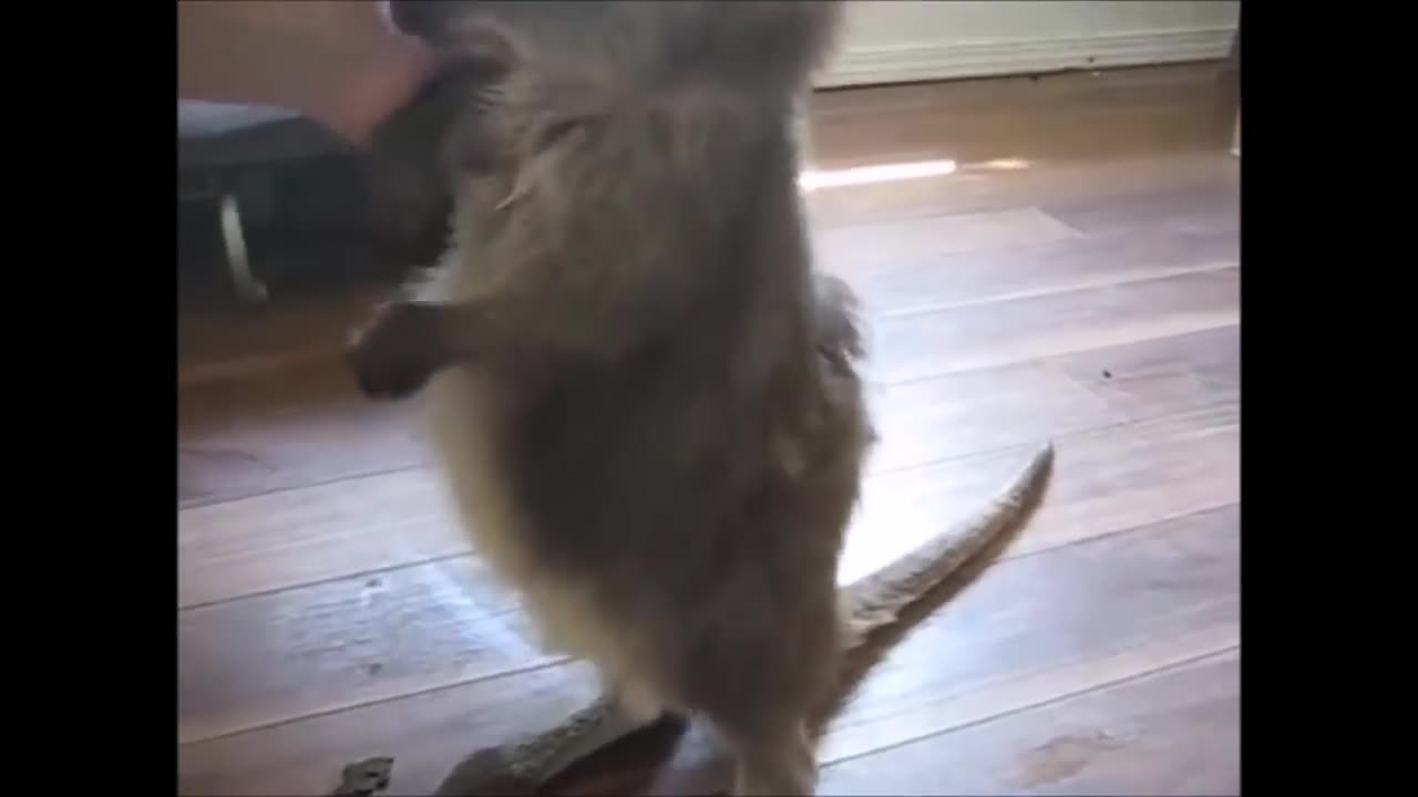Friendship of Kangaroos & Joeys
