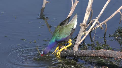 Purple Gallinule feeds in a lake