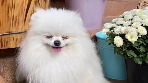 Very cute dogy