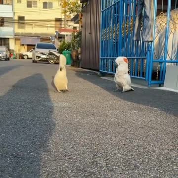 Parrots walking on the sidewalk. . Morning walk. Voices, movements. Lovely