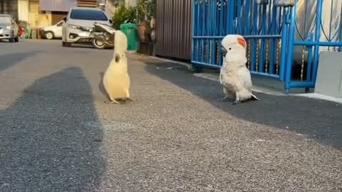 Parrots walking on the sidewalk. . Morning walk. Voices, movements. Lovely