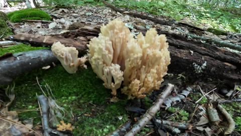 Crown-Tipped Coral Mushrooms