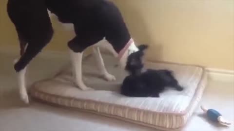 Funny Videos of Animals 2024's Funniest Videos