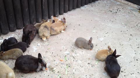 A cute rabbit