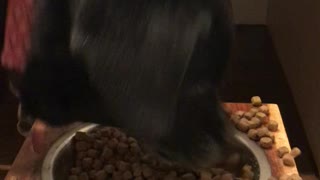 Dog Flattens Out Its Food