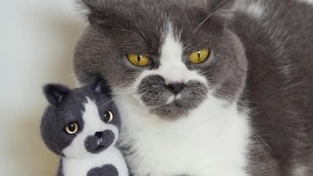 for the day my cat is 2 years old i made a stuffed animal replica, so excited
