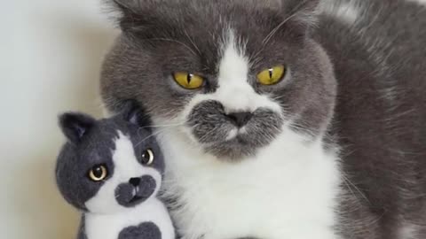 for the day my cat is 2 years old i made a stuffed animal replica, so excited