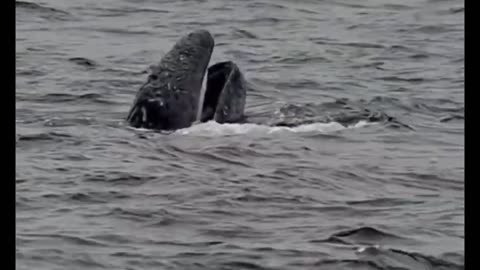 Baby Gray Whale 🐋❤️