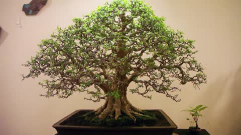 the beauty of bonsai from Indonesia