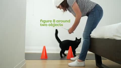 Cat training video