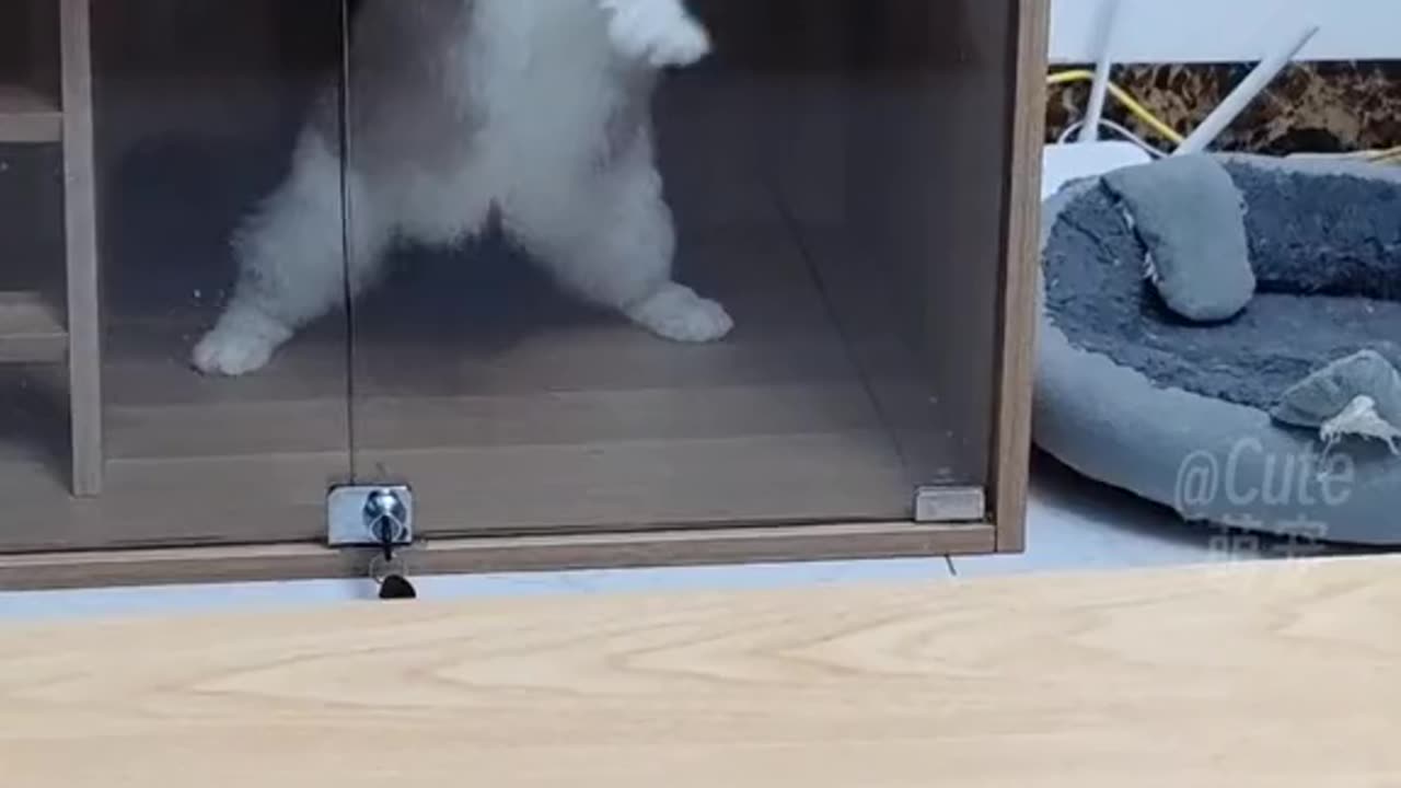 cats so funny and adorable