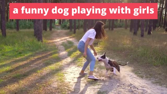 a funny dog playing with girls