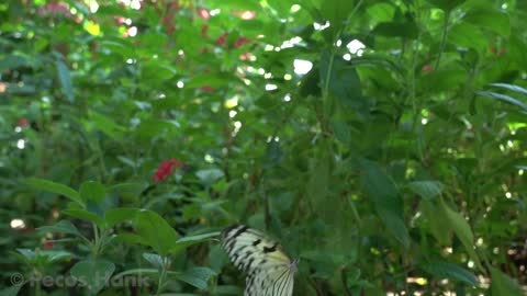 Lovely butterflies