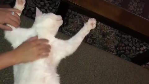 Cat enjoys belly rub