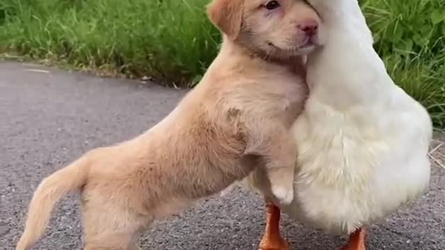 puppy on duckback