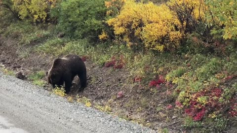 What 2 do when bear close&staring@you?Alaska Katmai Park,Denali Park,bear catch salmon,Nature ASMR