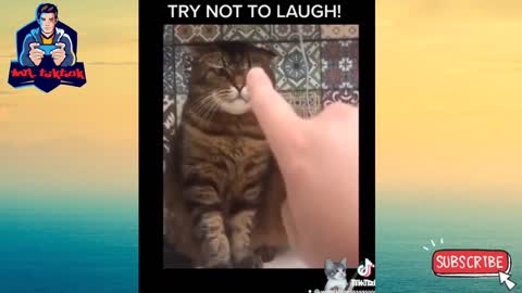 Funny videos of animals