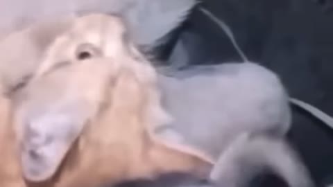 Cute & funny cats and dogs animal video