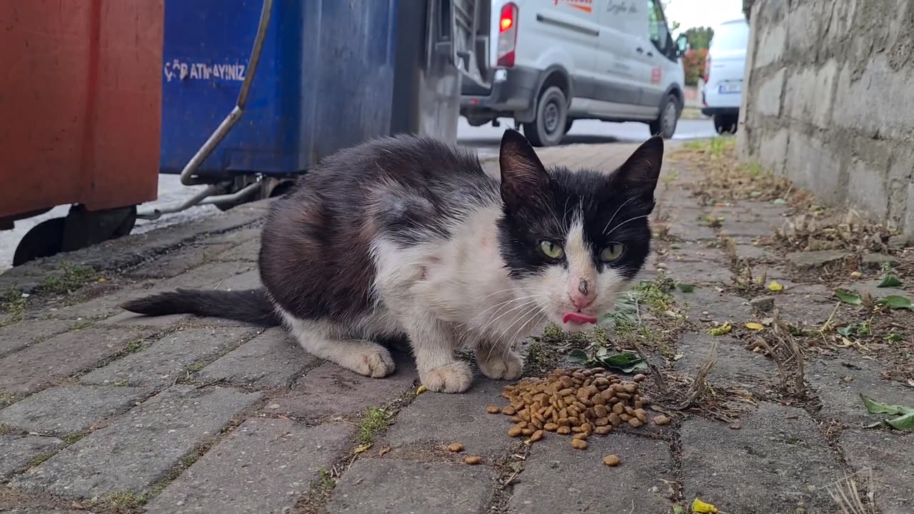 The male cat gets very Angry at me when I approach him