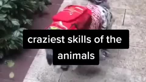 Craziest skills of animals