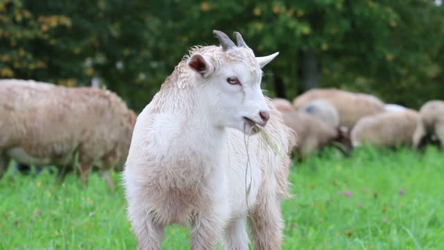 See a very beautiful baby sheep and goats