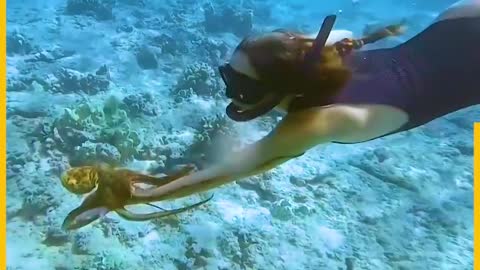 octopus refuse to leave the legs of the diver.mp4