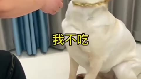 Funny dog video🤣