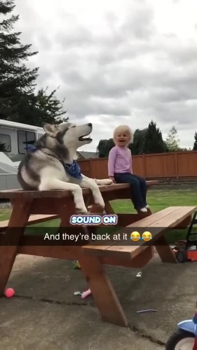 .Cute animals very cute cats and dogs and rabbit getting ready #shorts