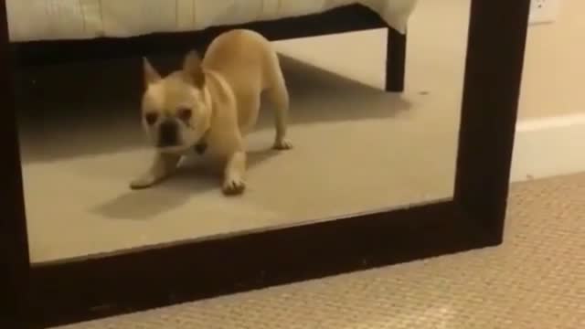 The dog dances with itself in the mirror