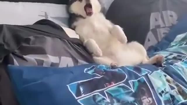 Cute Hasky Laying on the bed Attitude of hasky Funny dogs pet