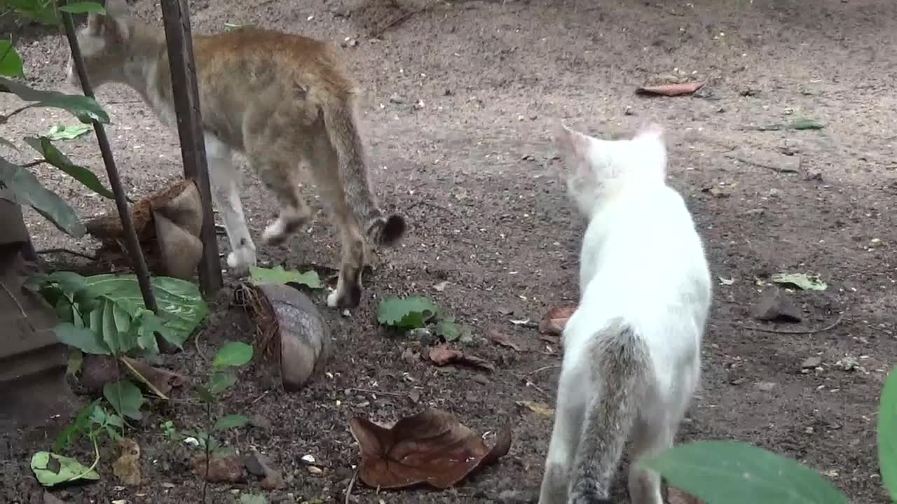 Cat Mother search for food