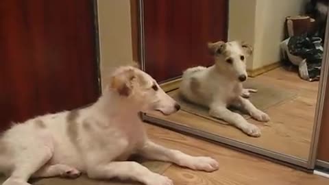 Borzoi puppy dealing with mirror