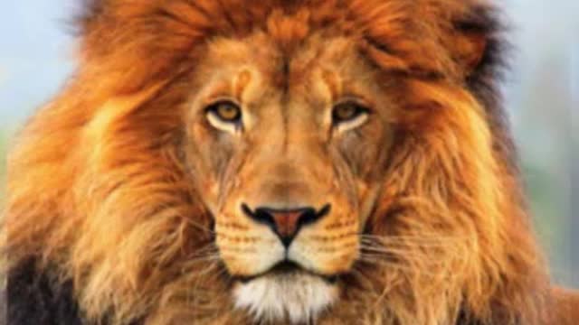 INTO THE FIRE: The Official Music video