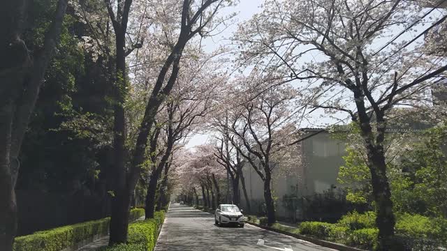 Sakura Flowers bloomed