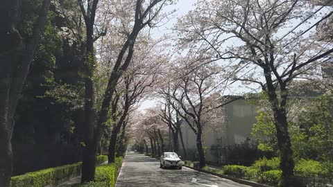 Sakura Flowers bloomed