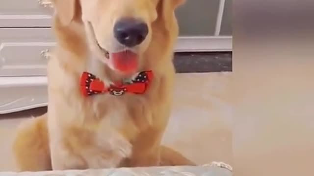 Puppy Hilariously Thinks "The Cake" Is An Actual Puppy