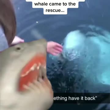 Dropped Phone in Ocean, Fish brings it back