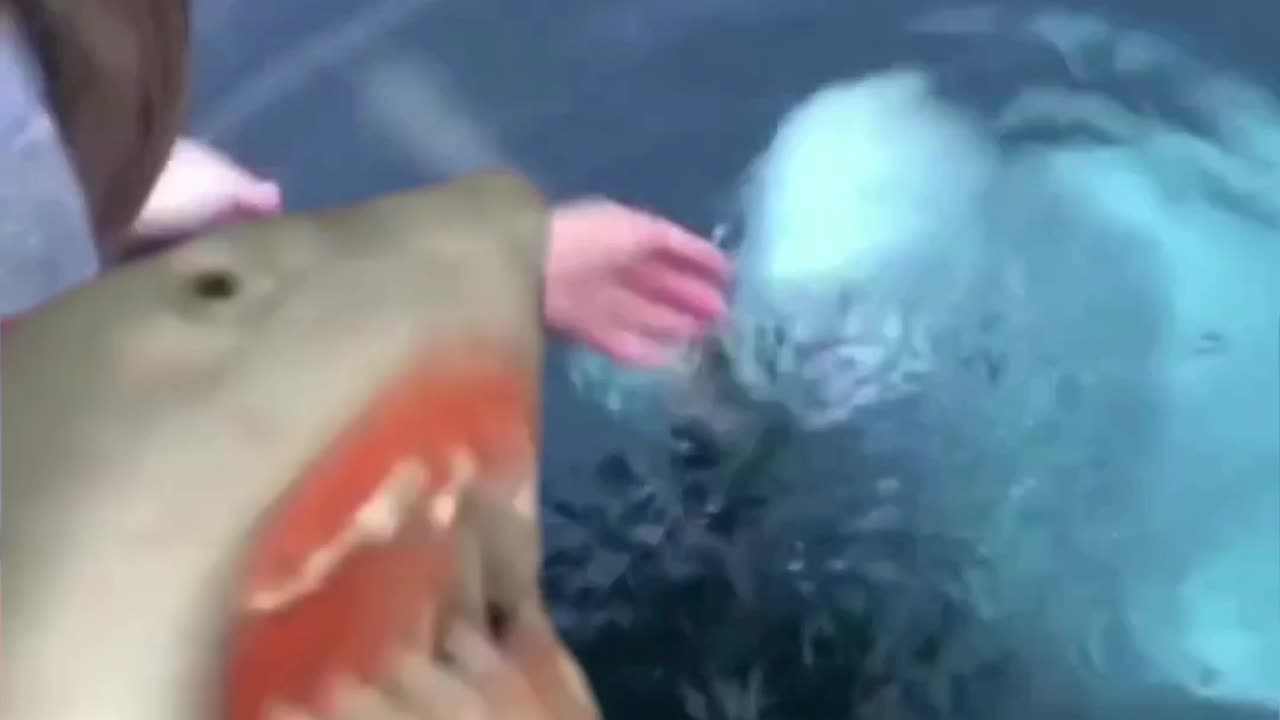 Dropped Phone in Ocean, Fish brings it back