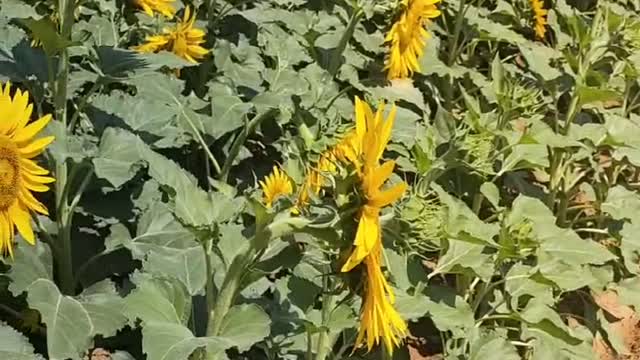 sunflower fruit