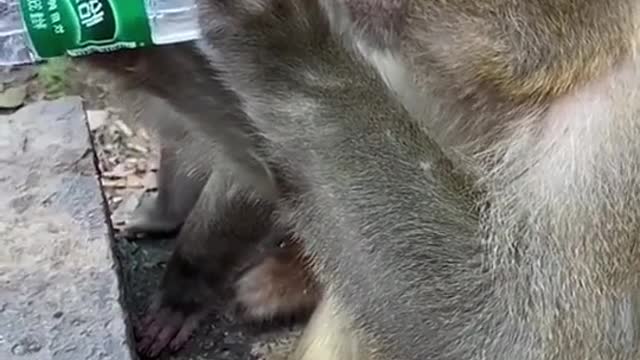 Drink for monkey