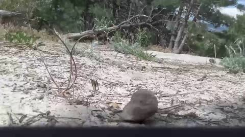 A little peak