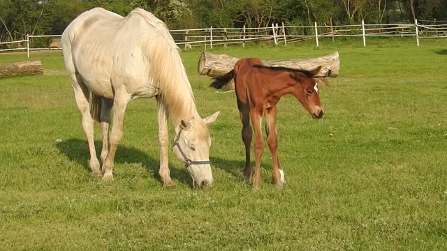 My beautiful horse and little pony