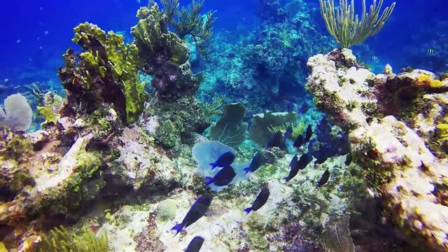 4K The most beautiful coral reefs and undersea creature on earth