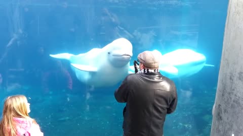 Dancing beluga