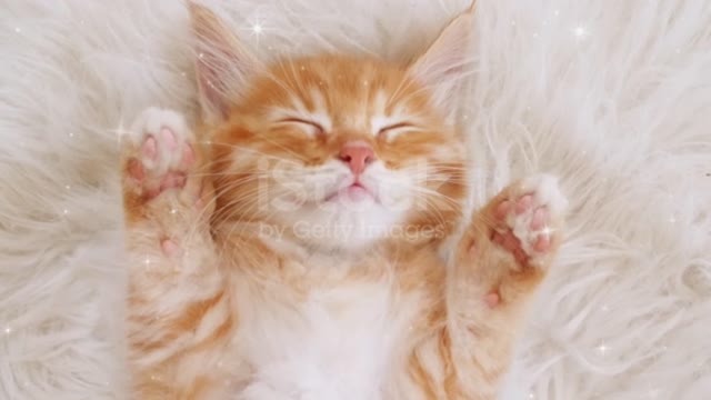 Cat funny video|| best animal videos ||