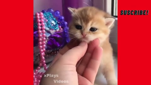 Cute Baby Cats