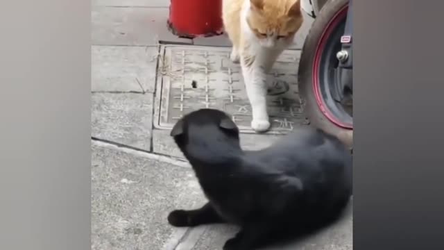 Omg So Cute Cat Funny Moments #10