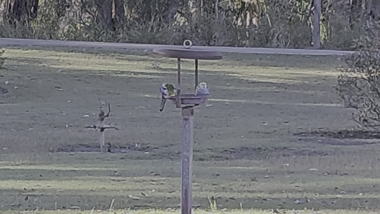 Bird Feeding | Theodore Queensland | July 2024