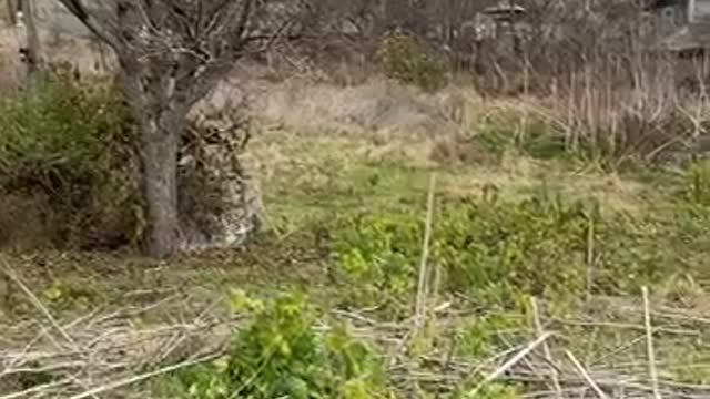 Civilizația rurală in extincție (3)