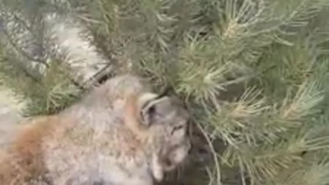 Eurasian Lynx enjoying a Christmas Tree